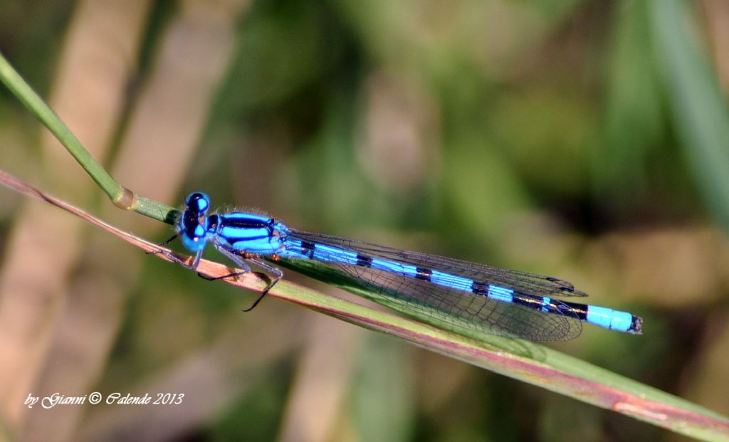 Enallagma cyathigerum?